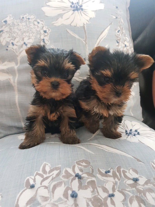yorkshire terrier puppies for sale gumtree
